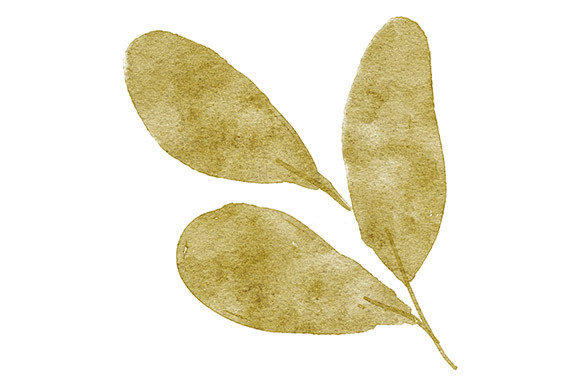 Download Watercolor Leaf Foliage Paint Greenery - Leaf foliage Collection
